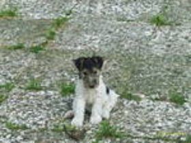 Steve im Garten als Schlappen.jpg