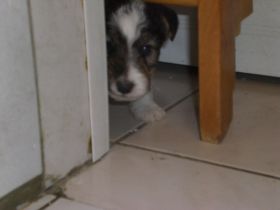 Hunde 183.jpg