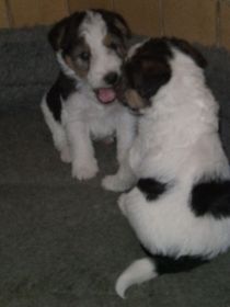 Hunde 204.jpg