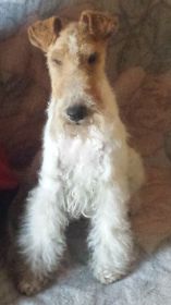 Charly 10.3.2014.jpg